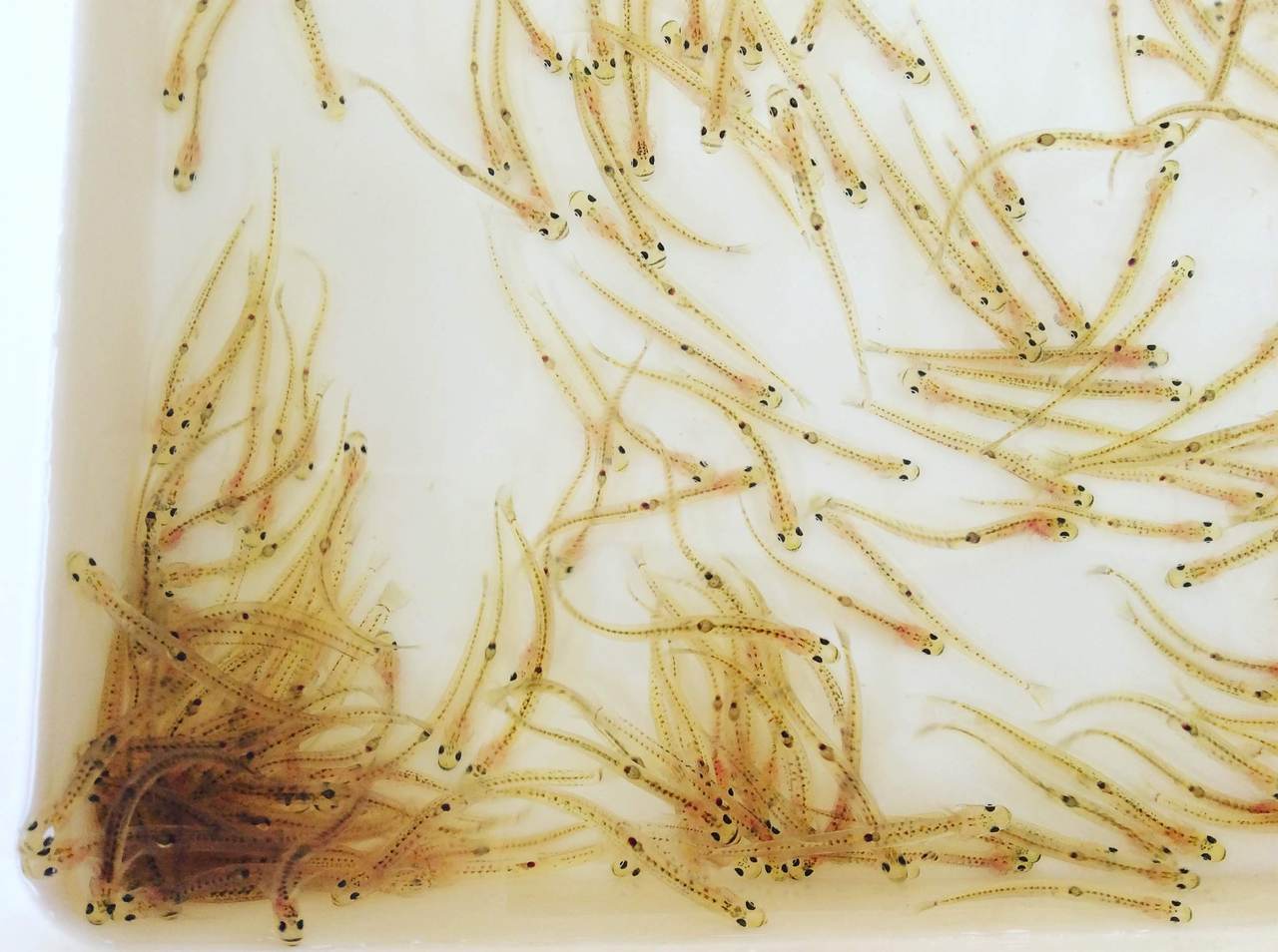 O̒ ɗO J@낤܂QOPW 180520110145.jpg